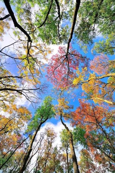 Looking up view of autumn trees, each in different colour.
