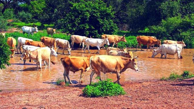 Cows crossing river.