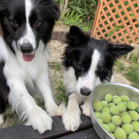 Luca and Ralph help harvest ume in Atsuko-san's garden.
