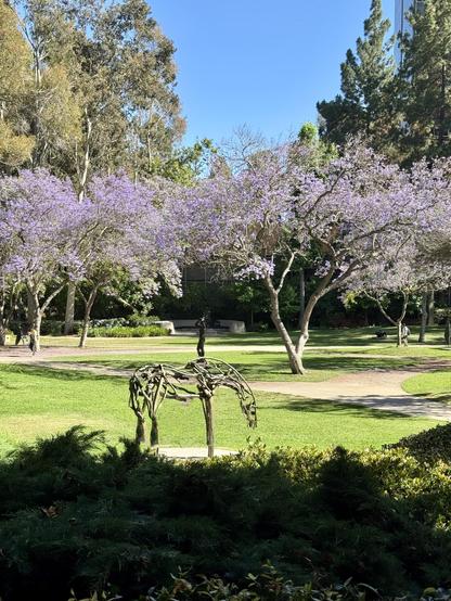 Jacaranda blooming in the UCLA Franklin D Murphy sculpture garden. The horse sculpture is by Deborah Butterfield, Pensive, c. 1997