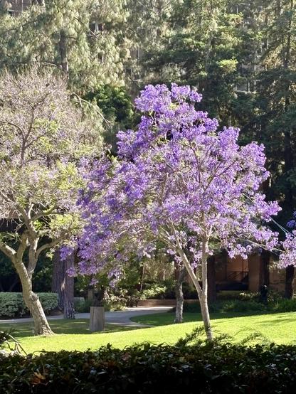 Jacaranda blooming in the UCLA Franklin D Murphy sculpture garden.