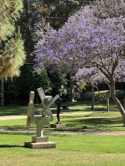 Jacaranda blooming in the UCLA Franklin D Murphy sculpture garden. The sculpture is by David Smith, Cubi XX, 1964