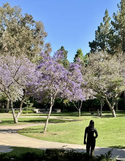 Jacaranda blooming in the UCLA Franklin D Murphy sculpture garden. Sculpture is by Gerhard Marcks, Freya, 1950