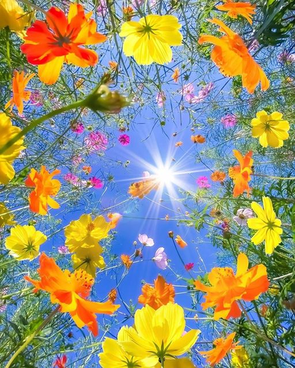 Yellow & orange flowers in the sunshine against bright blue sky.