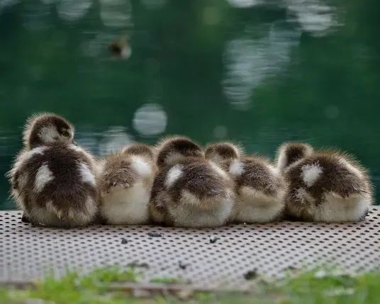 A bundle of Egyptian goslings sit at the edge of water, with their backs turned.