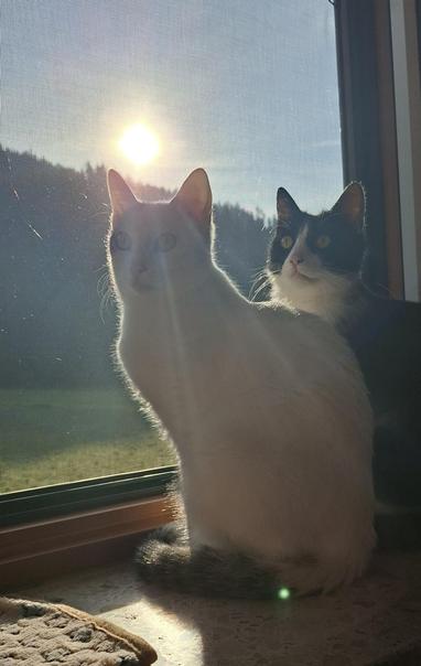 Weisse und schwarz weisse katze stehen an einem fenster,nim hintergrund geht die sonne über den alpen auf.