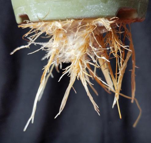 wurzeln von einer chili in kratky
