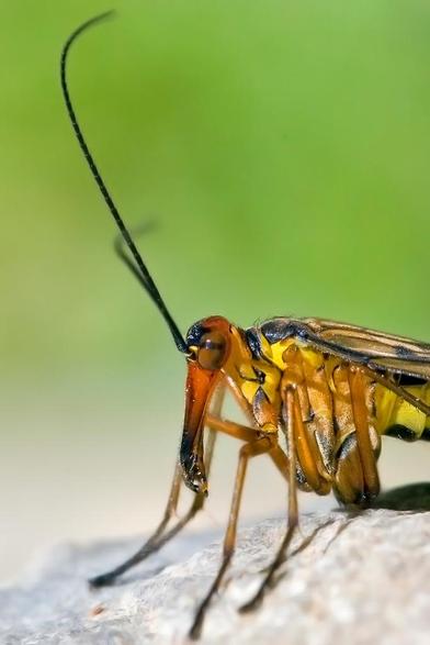 Foto de detalle de una mosca escorpión (Panorpa meridionalis)