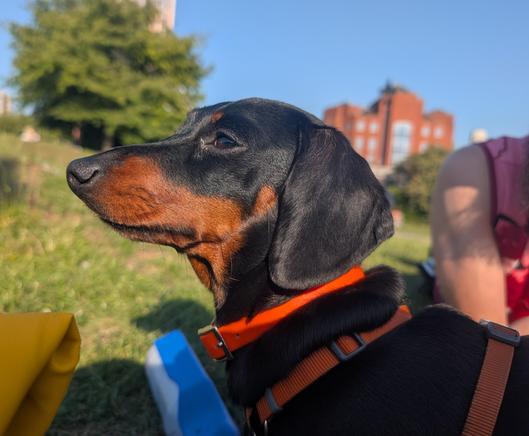 A black and tan dachshund sits outdoors, looking to the left. It's wearing an orange collar and harness. The background is slightly out of focus, showing green grass and a building in the distance. Part of a person's arm and shoulder is visible in the background.