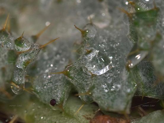 Drops, grass, macro, color, photo