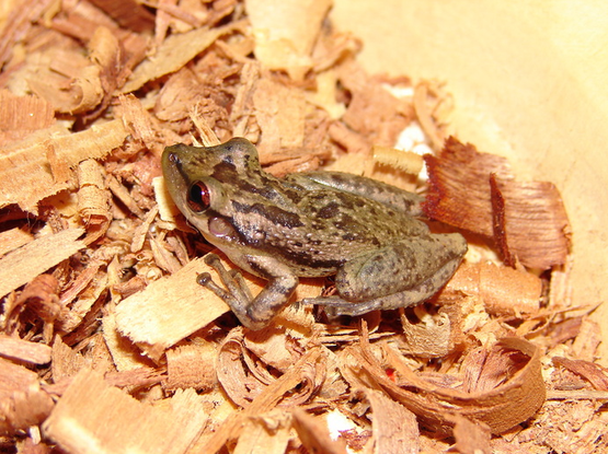 A dark green frog with dark brown blotches on its back sits on pile of wood curls.