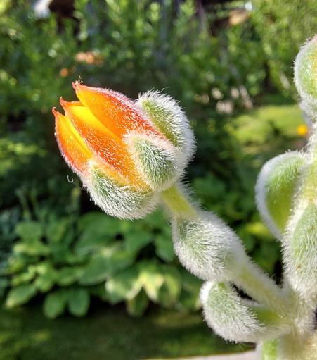 Man sieht die Blüte als Nahaufnahme. Die äußeren Kronblätter sind blaugrün und sehr dicht mit feinen weißen Haaren besetzt. Sie sieht puschelig aus. Die Blütenblätter sind außen kräftig orange und innen kräftig gelb gefärbt. Auch sie haben feine weiße Haare.