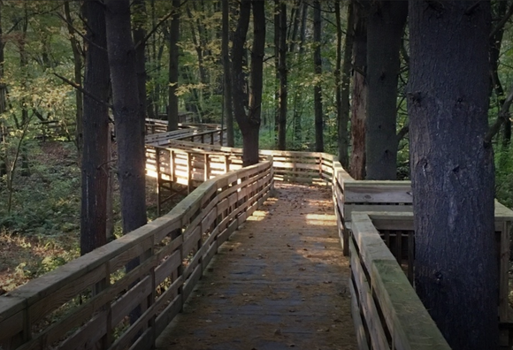 image of a wooden walkway through Silvio Conte Refute in Western Massachusetts USA