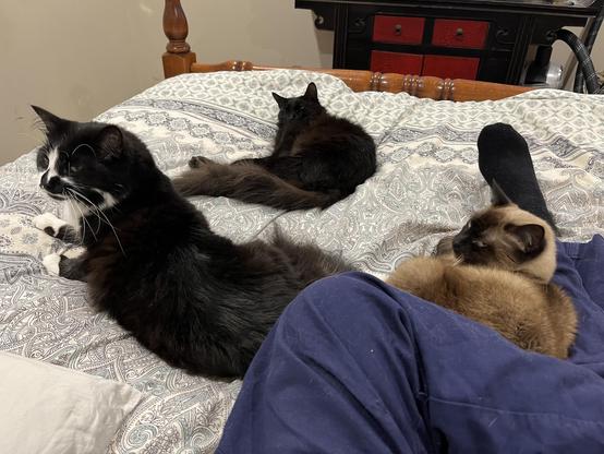 Plain alt text: Three cats relax on a bed with a person wearing blue pants. In the foreground, Badger, a long-haired black and white tuxedo cat, lies on his side. Behind him rests Rīx, a fluffy black cat, and Boudica, a seal point Tonkinese cat, curled up on the person's lap.


A little extra: In a serene bedroom, a tranquil scene unfolds as three cats bask in a shared moment of warmth atop a cozy, intricately patterned doona. In the foreground, Badger—a dashing tuxedo cat with striking white whiskers that frame his charming face—lies contentedly, exuding an air of feline elegance and poise. His glossy coat gleams softly in the gentle light, accentuating the contrast between the inky black of his fur and the pristine white of his chest.

Further back, Rīx, with his deep midnight-black fur that seems to absorb the shadows around him, reclines languidly, nearly disappearing into the darkened corners of the room. His luxuriously plumed tail arcs behind him like a graceful flourish, adding a touch of drama to his relaxed pose.