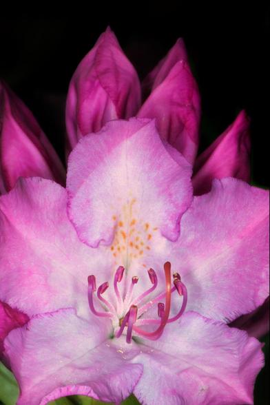 Een macrofoto van een roze bloem van een rododendron