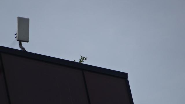 A bush growing near the edge of a roof. A wifi repeater is off to the left. The building is modern vintage, brownstone tile with dark metal edge trimming.