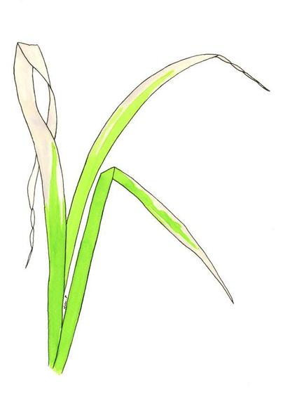 The painting shows three rice leaves with characteristic greyish white lesions with wavy margins. The lesions have spread from the leaf tip and margins.