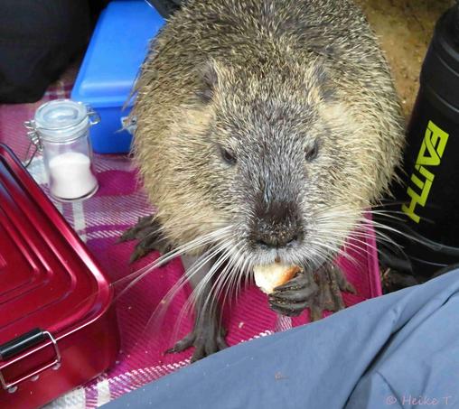  Ein Nutria genießt ein Stück Brot bei einem Picknick. Es sitzt auf einer roten karierten Decke, umgeben von einer Salzdose und einigen Brotdosen.
