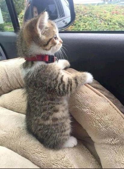 ALT

La imagen muestra a un gatito de pelaje rayado gris y blanco, con manchas negras, sentado en una superficie suave y beige, que parece ser un cojín o una almohada para mascotas. El gatito está mirando hacia la ventana del coche, con las patas delanteras apoyadas en el borde del asiento, como si estuviera curioso o observando algo fuera. Lleva un collar rojo con un gancho. El interior del coche es visible, con el espejo retrovisor y una parte del asiento del conductor. A través de la ventana, se puede ver un paisaje verde con vegetación.