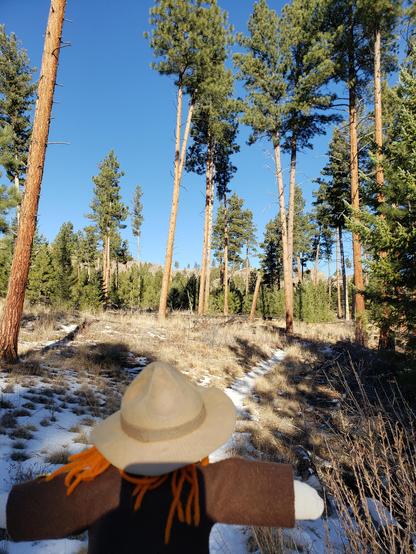 Ranger Sarah hikes under Ponderosa pines (Pinus ponderosa) as she hikes up Hunters Gulch Trail.
— at Helena-Lewis and Clark National Forest.
