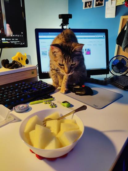 Kat agachada mirando el plato de melón