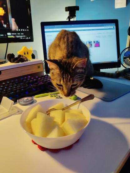 Kat olisqueando el plato con melón