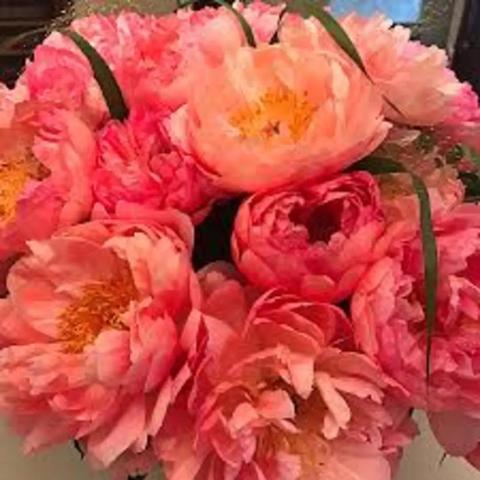 Peonies
