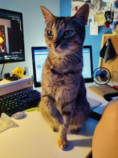 Kat mirando hacia otro lado mientras levanta la patita