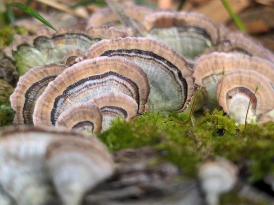 A crop of what look like little turkey tail mushrooms nestled in a bunch of moss.