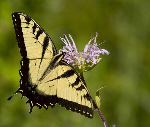 Eastern Tiger Swallowtail butterfly on a beebalm flower.