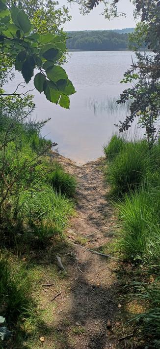 Forêt de Paimpont - Île-et-Vilaine