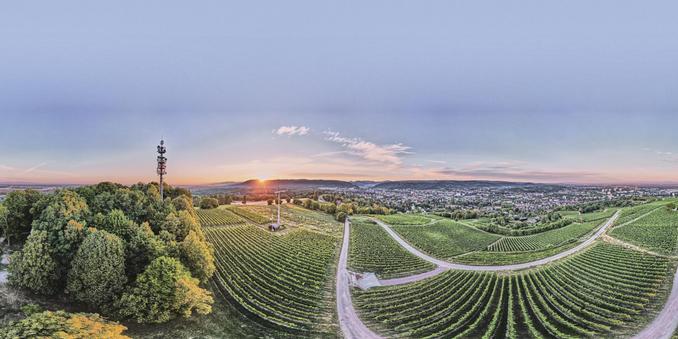 Panorama eines Weinbergs während des Sonnenuntergangs, mit einem Sendemast, Bäumen und einer Stadt im Hintergrund.