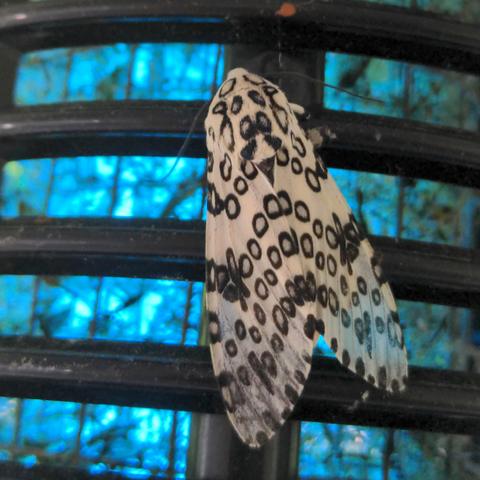 The giant leopard moth (Hypercompe scribonia) is attracted to the glow of the zapper.