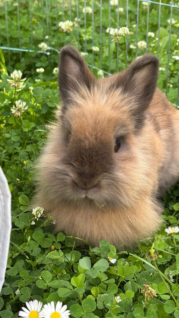 Cute bunny chilling in the grass 