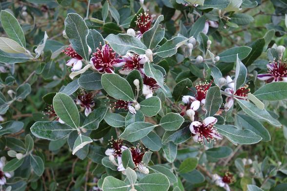 Gros plan sur les fleurs de feijoa