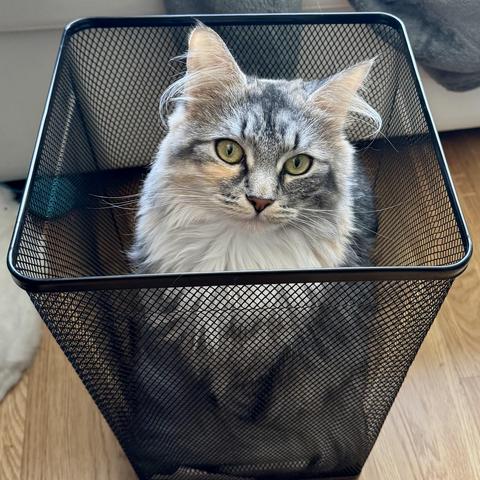 A Norwegian Forrest cat sitting in a wastepaper basket facing the camera. 