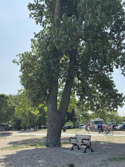 A mature deciduous tree with a very thick trunk that splits into two massive branches about six feet up. There is a bench sitting in the shade of this tree, and the tree is growing at The Beaches in Toronto, a beautiful public beach with a long boardwalk. 