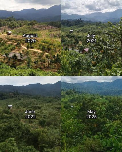 A before after image with 4 photos showing increased forest cover.