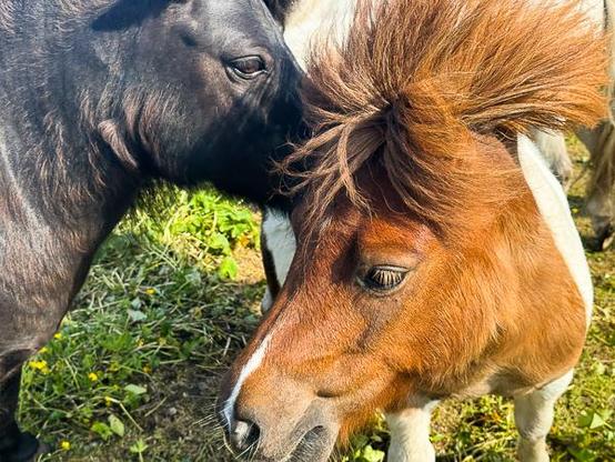 Shetland ponies