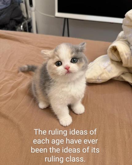 A tiny cute cat looking at you with words at the bottom that say, "The ruling ideas of each age have ever been the ideas of its ruling class."