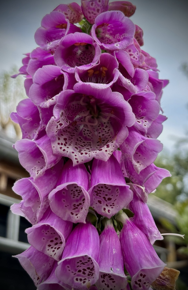 Peloric flower in digitalis