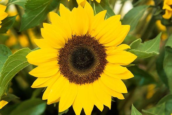 A close up of a sunflower