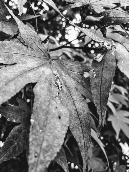 Black and white photo close up shot of a Japanese maple tree