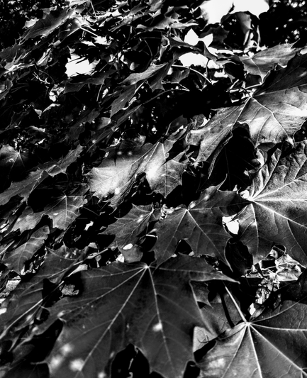 Black and white close up photography of tree leaves