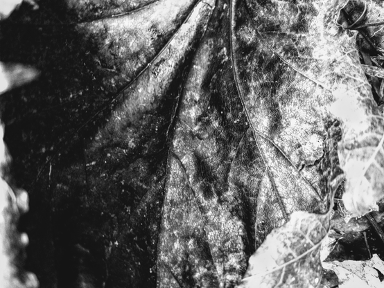 Black and white texture photography of a leaf