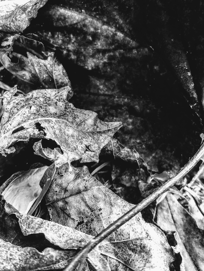 Black and white texture photography of leaves