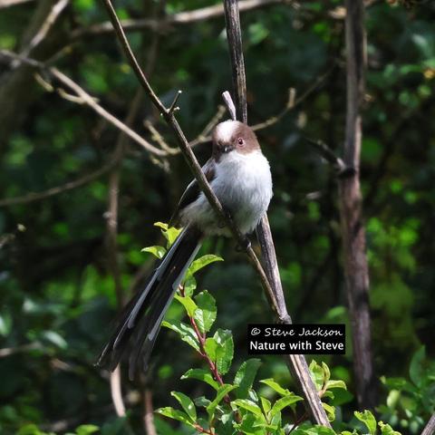 Photo of a juvenile Long-tailed Tit (Aegithalos caudatus), perched on a leafless twig with their body facing towards the right of the picture but their head turned and facing towards us. Appropriately named, this bird has a tail (with feathers which are mostly black, with some that are white) which is longer than the head and body combined. The top of the bird’s head (from above the small, black beak to the crown and beyond) is white while each aide of the face is brown; the dark eyes each have a pink rim. The throat, chest and belly are white, the one wing that we can see has black and white feathers, the back is not visible. The feet are black. A mixture of twigs and foliage can be seen around and behind the bird.