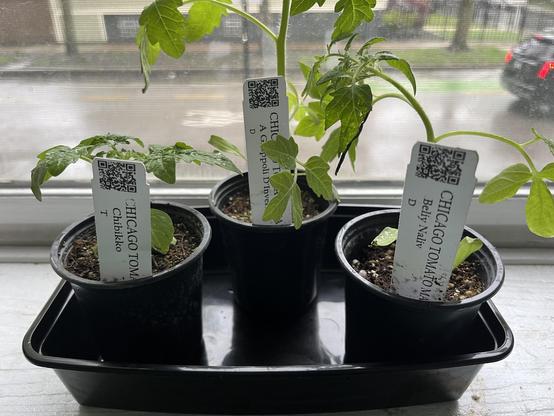 Three potted tomato plants on a windowsill, each with a label identifying their variety: Chiibiko, A Grappoli D'Inverno, and Beliy Naliv. They are placed in a black tray with visible soil and leaves.