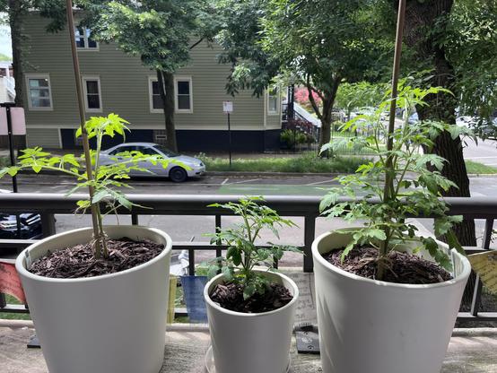 Three potted tomato plants of varying heights are positioned on a balcony. The plants are surrounded by mulch, with a light background of a street and houses visible in the distance.