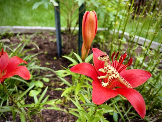 A green Dilophosaurus with brown spots stands on a red lily blossom. A second red blossom is on the left while two buds are behind them. Stalks of phlox are behind them. The garden's grey stone edging can be seen in the distant background.